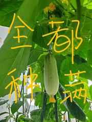 把修真界种满后 把修真界种满后