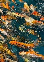 剑宗不养闲人,咸鱼可以 剑宗不养闲人,咸鱼可以